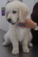 /album/galeria-de-fotos-pagina-inicial/a4benji-jpg/